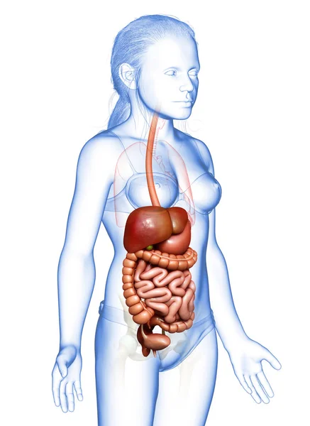 Rendu Illustration Médicalement Précise Jeune Fille Système Digestif — Photo