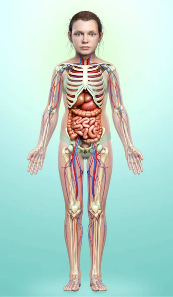 Medisch Nauwkeurige Illustratie Van Meisje Inwendige Organen Skelet Bloedsomloop — Stockfoto