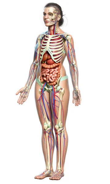 3Dは 医学的に女性の正確なイラストをレンダリング内部器官 骨格と循環系 — ストック写真