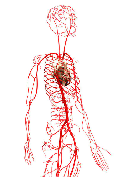 3d оказана медицинская точная иллюстрация артерий
