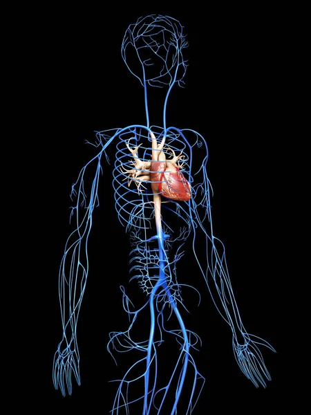 Rendered Medically Accurate Illustration Veins — Stock Photo, Image