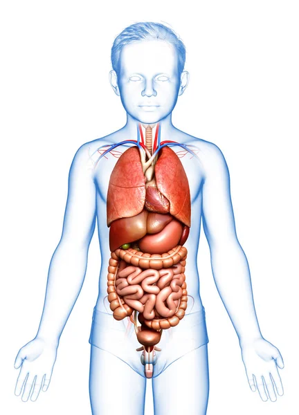 Rendu Illustration Médicalement Exacte Garçon Organes Internes — Photo