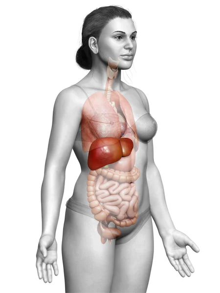 Vykreslené Lékařsky Přesné Ilustrace Ženské Jaterní Anatomie — Stock fotografie