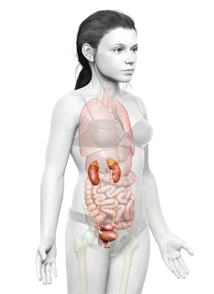 Renderizado Ilustração Medicamente Precisa Anatomia Dos Rins Menino — Fotografia de Stock