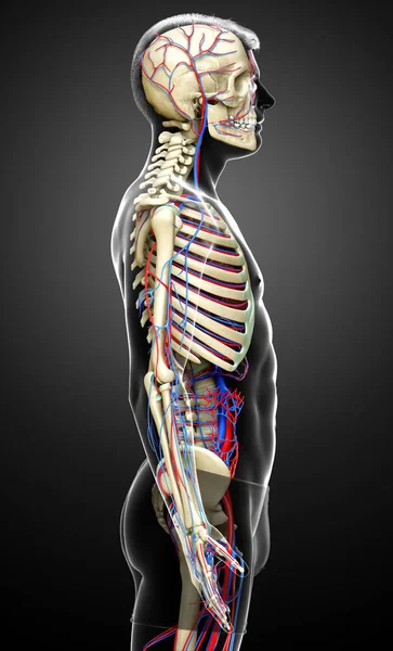 Utförd Medicinskt Korrekt Illustration Manliga Cirkulations Och Skelettsystem — Stockfoto