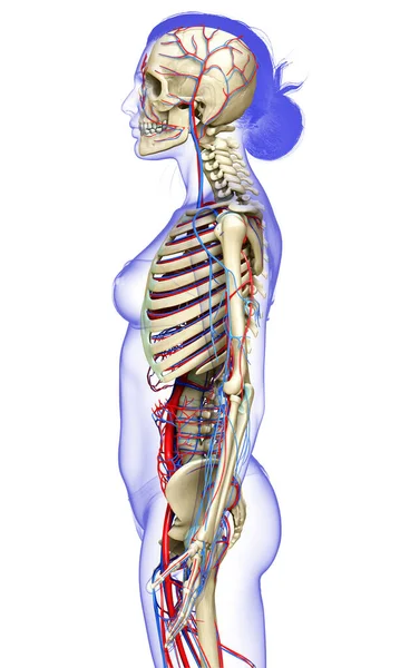 3D对女性循环系统和骨骼系统进行了准确的医学描述 — 图库照片