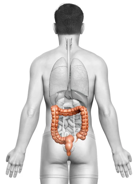 Renderizado Ilustração Medicamente Precisa Anatomia Intestino Grosso Masculino — Fotografia de Stock