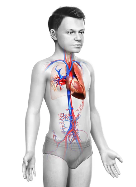 Renderizado Ilustração Medicamente Precisa Menino Anatomia Pulmonar — Fotografia de Stock