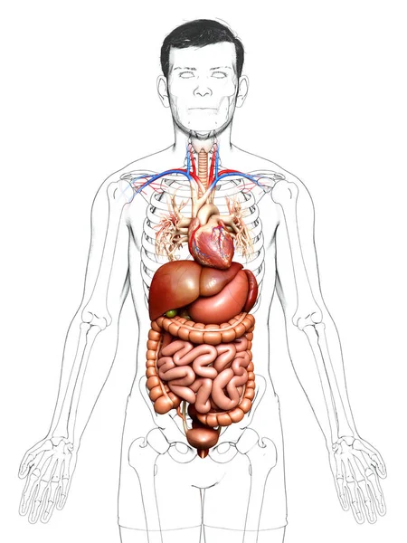 Görs Medicinskt Korrekt Illustration Manliga Matsmältningssystemet Och Hjärta — Stockfoto