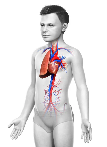 Renderowane Medycznie Dokładna Ilustracja Młodego Chłopca Anatomia Płuc — Zdjęcie stockowe