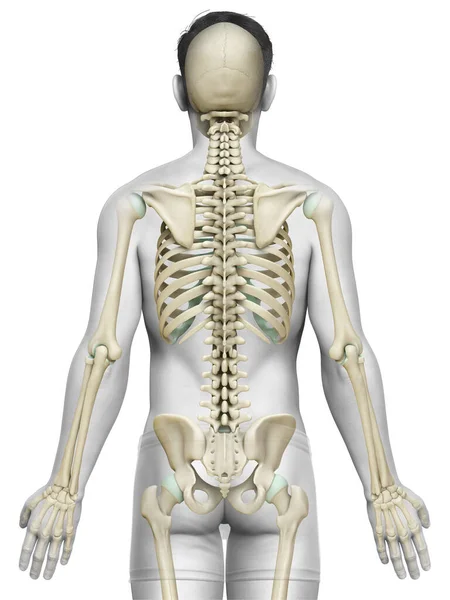 Renderizado Ilustración Médicamente Precisa Sistema Esqueleto Masculino — Foto de Stock