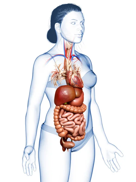 Renderizado Ilustración Médicamente Precisa Del Sistema Digestivo Femenino Corazón — Foto de Stock