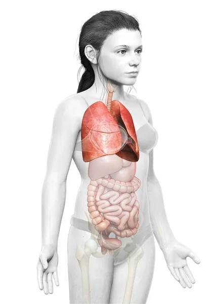 Weergegeven Medisch Nauwkeurige Illustratie Van Een Jonge Jongen Long Anatomie — Stockfoto