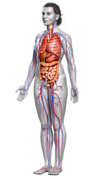 Representa Ilustración Médicamente Precisa Del Sistema Circulatorio Femenino Los Órganos —  Fotos de Stock