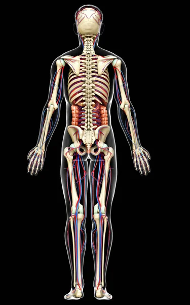 Reso Illustrazione Clinicamente Accurata Organi Interni Maschili Scheletro Sistema Circolatorio — Foto Stock