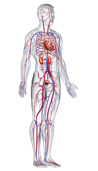 Reso Illustrazione Clinicamente Accurata Dei Reni Del Sistema Circolatorio — Foto Stock