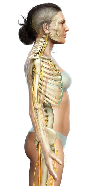 3Dは医療的に正確なイラストを女性の神経系と骨格系からレンダリングしました — ストック写真