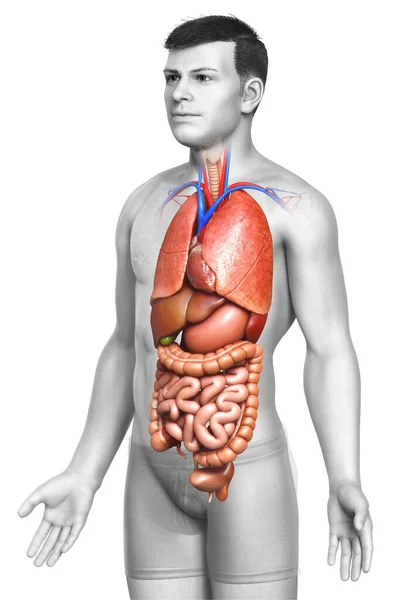 Renderizado Ilustración Médicamente Precisa Los Órganos Internos Masculinos —  Fotos de Stock
