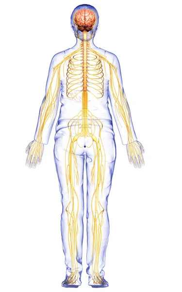 Gerenderte Medizinisch Korrekte Darstellung Eines Weiblichen Nervensystems — Stockfoto
