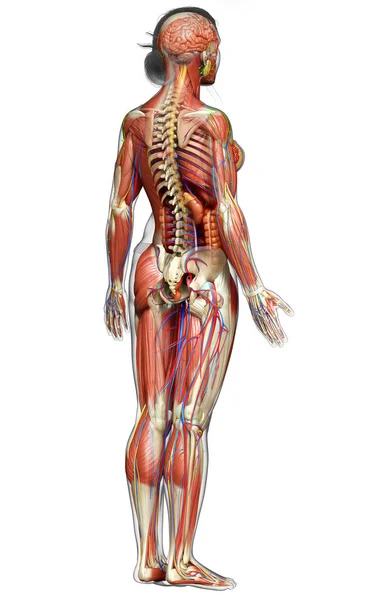 Rendered Medically Accurate Female Anatomy — Stock Photo, Image