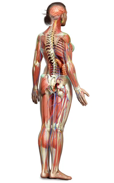 Rendered Medically Accurate Female Anatomy — Stock Photo, Image