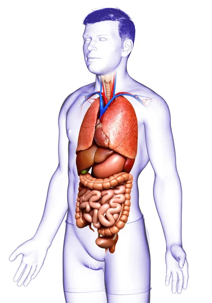 Medisch Nauwkeurige Illustratie Van Mannelijke Inwendige Organen — Stockfoto