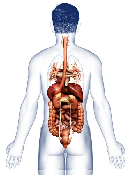 Rendered Medically Accurate Illustration Male Digestive Syste — Stock Photo, Image