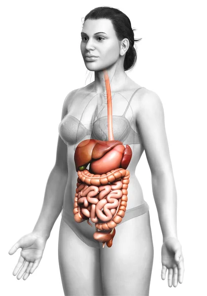 Оказана Медицинская Точная Иллюстрация Женской Пищеварительной Системы — стоковое фото