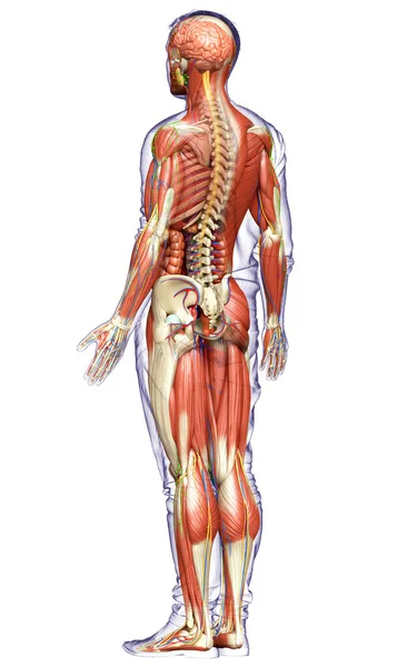 Rendu Médicalement Précis Anatomie Masculine — Photo