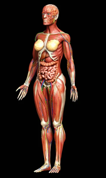Hecho Médicamente Preciso Anatomía Femenina — Foto de Stock