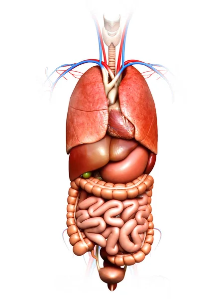 Gjorde Medicinskt Korrekt Illustration Inre Organ — Stockfoto