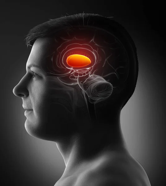 Renderizado Ilustración Médicamente Precisa Cerebro Masculino Anatomía Putamen — Foto de Stock