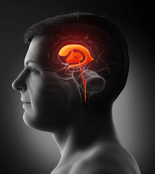 Representación Médica Ilustración Anatomía Los Ventrículos Cerebrales Masculinos — Foto de Stock