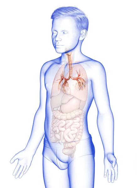 呼吸系统咽喉气管部的三维图解 — 图库照片