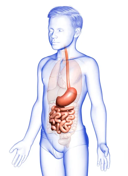 Återges Medicinskt Korrekt Illustration Ung Pojke Mage Och Tunntarm — Stockfoto