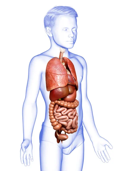 Renderizado Ilustración Médicamente Precisa Niño Órganos Internos — Foto de Stock