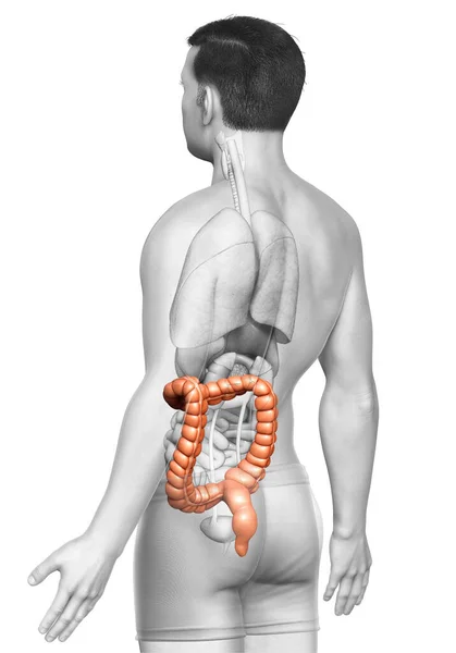 Gerenderte Medizinisch Korrekte Darstellung Der Männlichen Dickdarmanatomie — Stockfoto