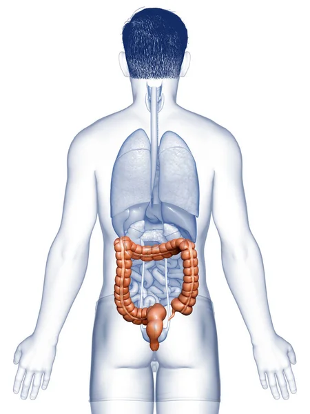 Renderizado Ilustración Médicamente Precisa Anatomía Del Intestino Grueso Masculino — Foto de Stock