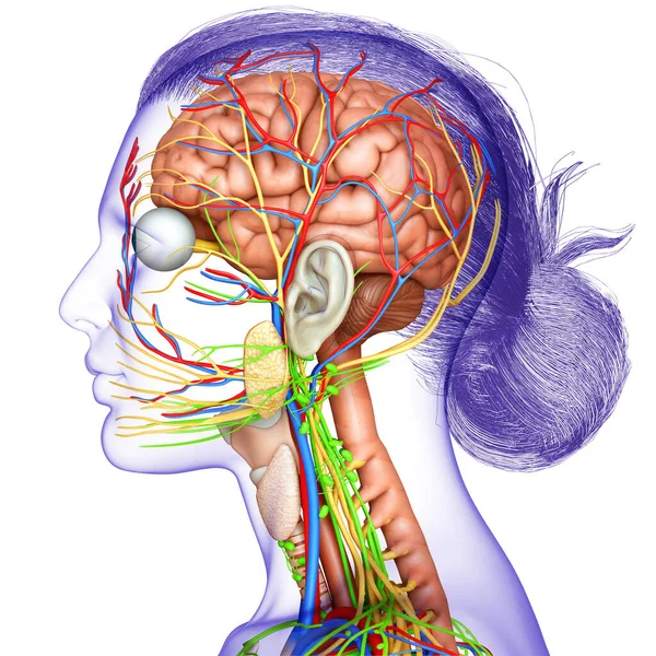 3D对女性大脑解剖学进行了准确的医学描述 免版税图库图片
