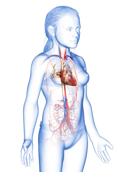 3D对年轻女孩的心脏进行了准确的医学描述 免版税图库照片