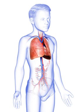 3D, tıbbi olarak genç bir çocuğun akciğer anatomisini gösteriyor.