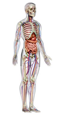 3D, erkek iç organlarının, iskeletinin ve dolaşım sisteminin tıbben doğru bir çizimi.