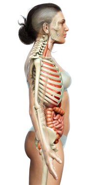 3D, kadın iç organlarının ve iskelet sisteminin tıbben doğru bir gösterimi.