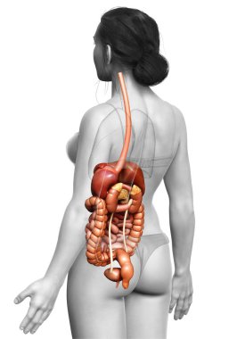 3D, kadınların sindirim sisteminin tıbben doğru bir gösterimi.