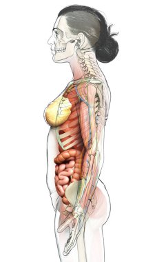 3D, tıbbi olarak kadın anatomisini doğruluyor.