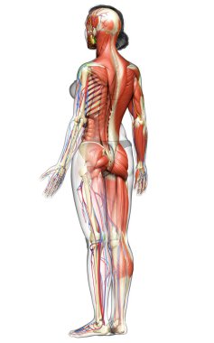 3D, tıbbi olarak kadın anatomisini doğruluyor.