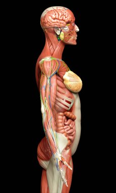 3D, tıbbi olarak kadın anatomisini doğruluyor.