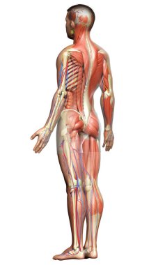 3D, tıbbi olarak erkek anatomisini doğruluyor.