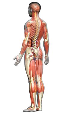 3D, tıbbi olarak erkek anatomisini doğruluyor.