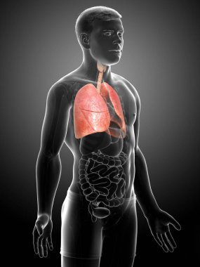 Erkek akciğer anatomisinin 3 boyutlu, tıbben doğru bir örneği.